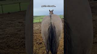 Quarter Horse Gelding Playfully Demands Butt Scratches From Owner