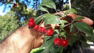 Crataegus monogyna – grow, care & harvest (Common hawthorn)