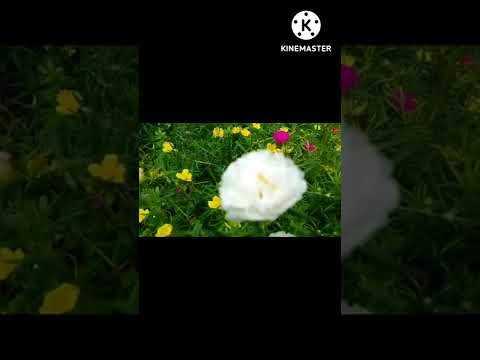 colorful flowers 💐💐💐