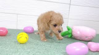 ハーフ犬の動画01