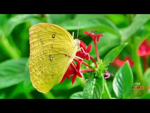 A05-415 恋の曼珠沙華