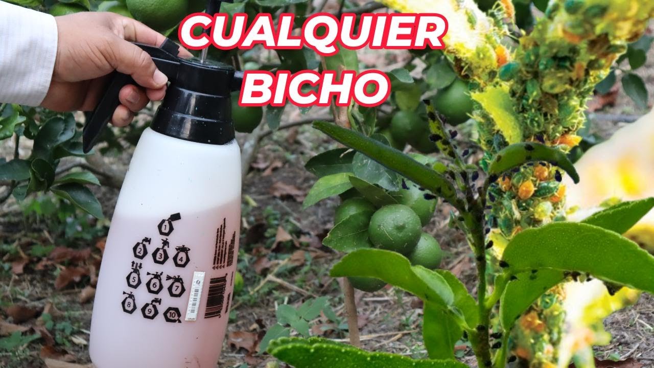 🔥ASESINO de  todas las plagas 99.7%de INSECTOS, Pulgones, Hormigas, Mosca blanca, Araña rojas, etc.