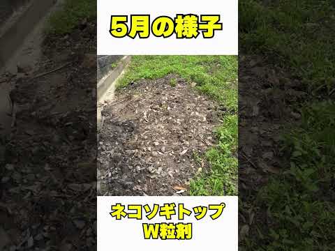 スラブ間の除草方法は？化学的または自然のどちらの方法を好むべきですか?  庭園