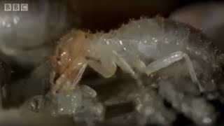 Termite World - Life in the Undergrowth - BBC Attenborough