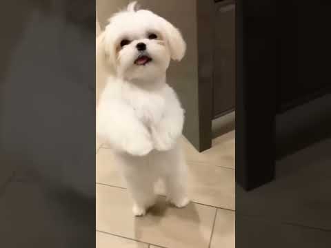 Puppy dance #cutepuppylove#pets#cute#doglover #cutepuppie #dogdance #cutepuppylovers#puppydance