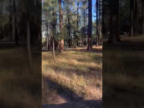 the location has trees and space for campers