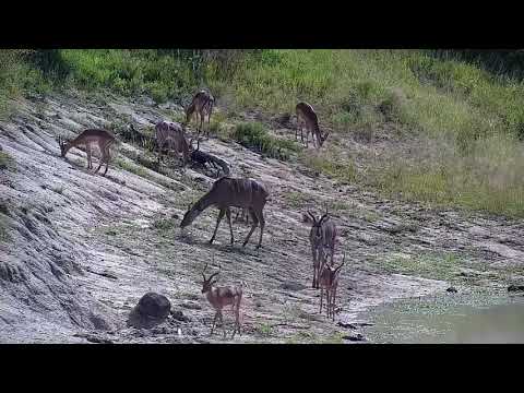 Djuma: Kudus and Impalas - 08:36 - 01/28/2022