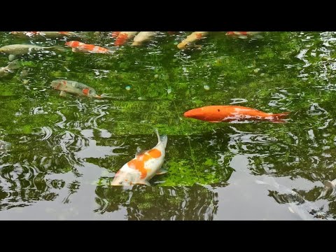 classics vivaldi's masterpieces