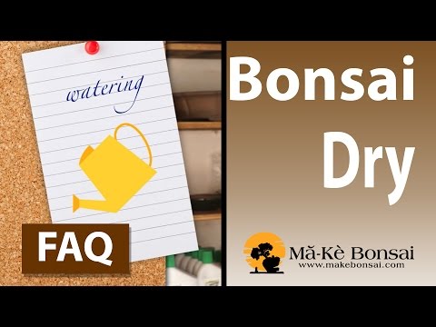 download lagu mp3 mp4 Bonsai Drying Out, download lagu Bonsai Drying Out gratis, unduh video klip Bonsai Drying Out
