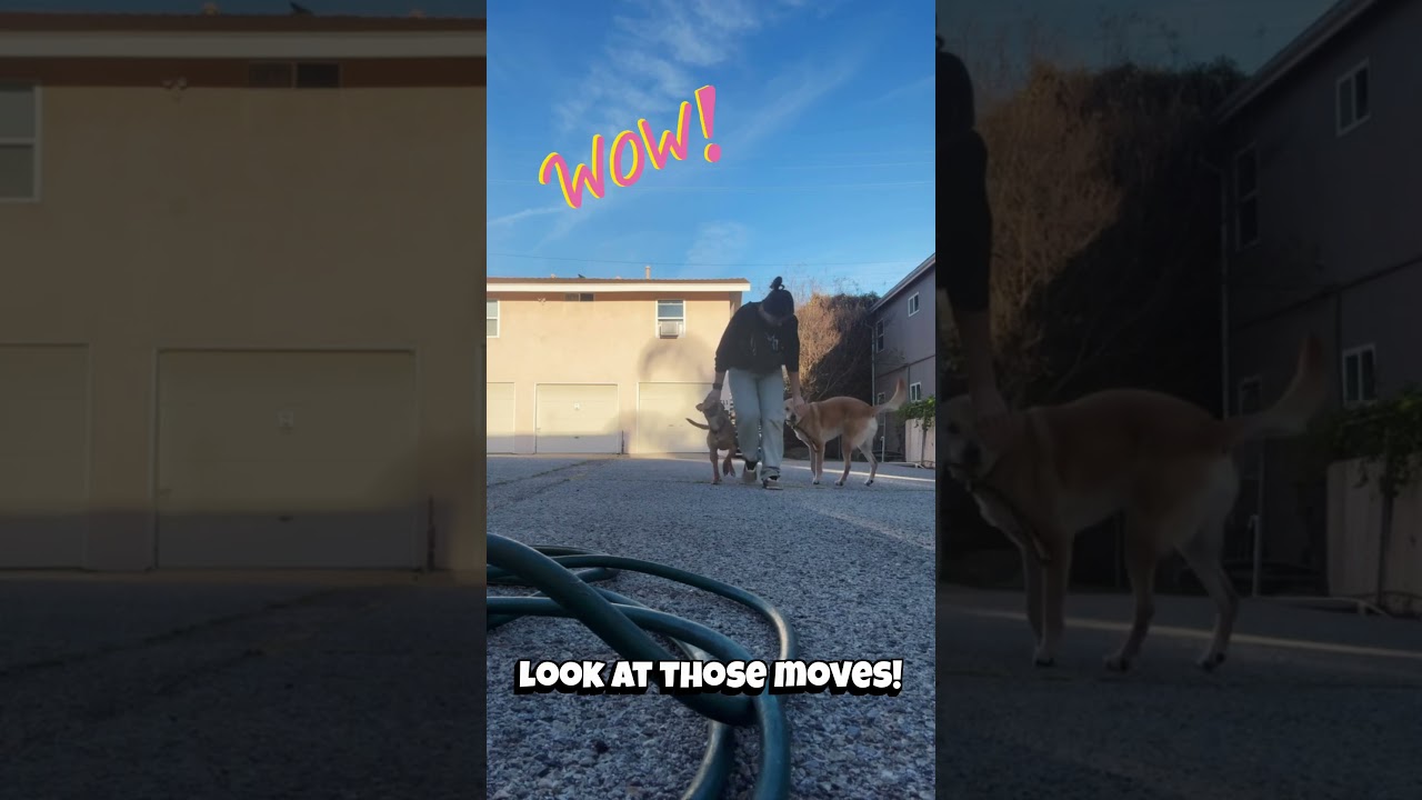 Enlarge Spring is good with dogs and cats , a Adoptable mixed breed in Los Angeles, CA video 4/6