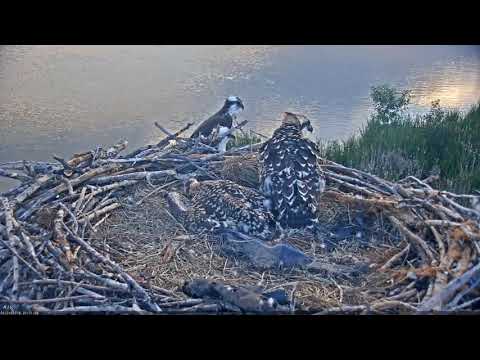 2019-06-24 #2 gives an alarm call | Boulder County Osprey Cam