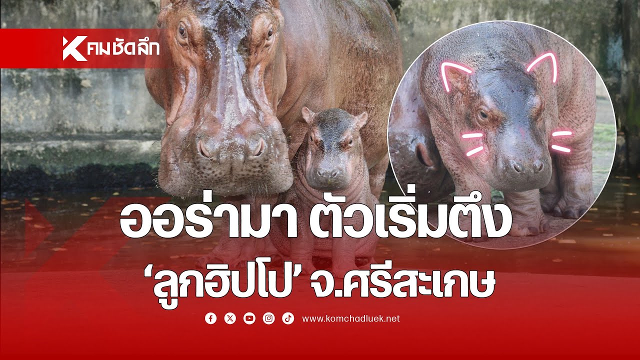 ออร่ามา ตัวเริ่มตึง 'ลูกฮิปโป' จ.ศรีสะเกษ เตรียมโหวตชื่อ 28 ต.ค.67