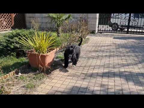 Portugiesischer Wasserhund Welpe kaufen