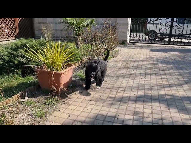 Perro de Agua Portugués cachorro en venta