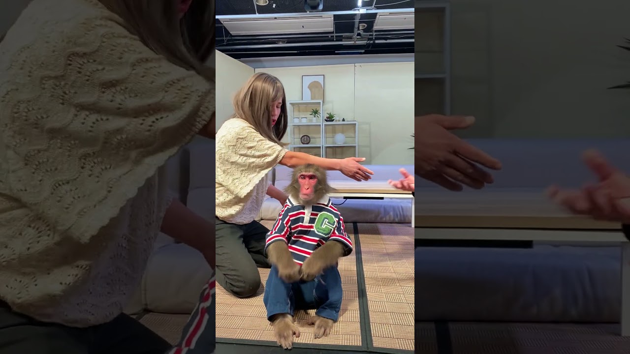 【おさる家】落ちてた眼鏡を・・・？　 #おさるランド&アニタウン #おさるランド #日光さる軍団 #おさる家 #ドラマ #monkey #ニホンザル #さる