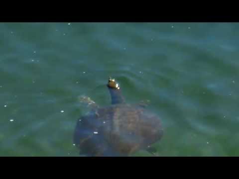 Big aqua turtle at Walden Pond, Concord, Massachusetts.