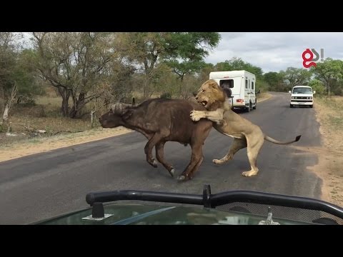 Une Sélection De Vidéos Les Plus Incroyables De Lions
