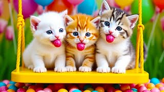 Download lagu ANAK KUCING MEONG MEONG - SI MEONG KUCING LUCU ❤️ Lagu Anak Indonesia Viral Terbaru mp3 Download lagu ANAK KUCING MEONG MEONG - SI MEONG KUCING LUCU ❤️ Lagu Anak Indonesia Viral Terbaru mp3