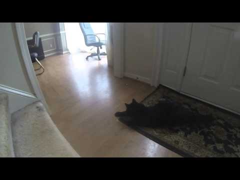 GoPro Laser Cat - Chauncey Edition