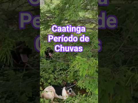 #Caatinga , Zona rural de Belo Campo, Bahia.