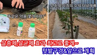 살충제,살균제 효과 극대화~솔림농원 텃밭 구경밎계획~총채벌래약(칼라병),담배나방약,탄저병약 사용법 주말농장,…