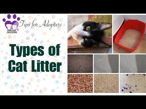 Types of Cat Litter | HC Tips for Adopters [ENGLISH VERSION]