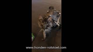 Katten rolstoel | Honden-rolstoel.com