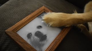 RIP Gabe the Doggo - A Tribute from another Dog