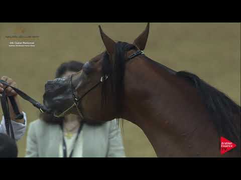 N.179 TAIAR AL SHAQAB - 2019 Qatar Nat. Peninsula show - Stallions 7+ Years Old (Class 11-12) .mp4