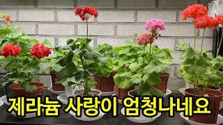 1년 내내 제라늄 꽃을 볼 수 있는 카페가 있다고요?