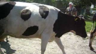 preview picture of video 'Village cows in Ukraine'