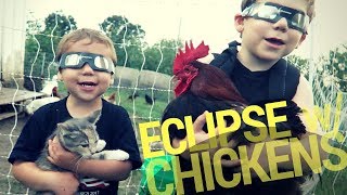 Solar Eclipsing Chickens