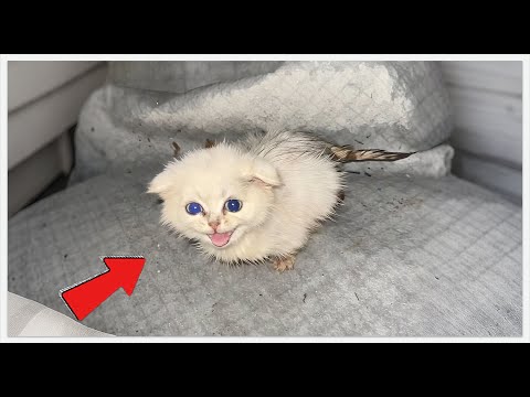 J'ai entendu ses cris de détresse… la petite boule de boue abandonnée par une nuit pluvieuse #sau...