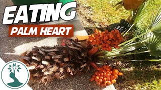 Preparing and Eating Palm Heart - Swamp Cabbage