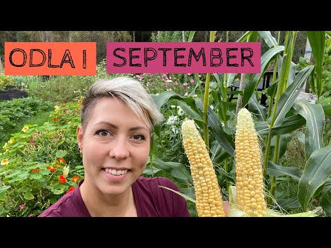 Odla i september - paprika och chili fortsätter att mogna och en liten skörd av majs