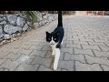 Tuxedo Cat Saw Me From Far Away And Came Running To Me