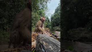 Download lagu This is how Cia reacts when left in the forest 🤭 she's still safe ❤️ #shortvideo #short #monkey #... mp3 Download lagu This is how Cia reacts when left in the forest 🤭 she's still safe ❤️ #shortvideo #short #monkey #... mp3