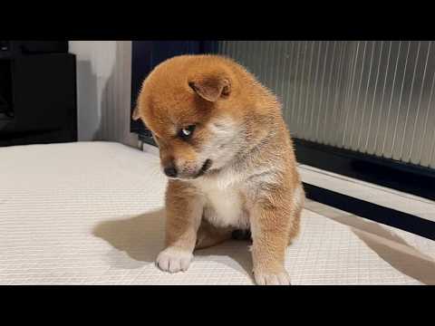 FUNNY PUPPIES 2025 that will make you LAUGH OUT LOUD🤣