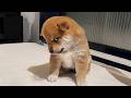 FUNNY PUPPIES 2025 That Will Make You LAUGH OUT LOUD