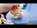 Crying Kitten Was Stuck In A Dumpster The Dodo