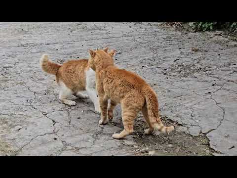 Brutal Cat fight.  War for Territory #angrycat  #catbehavior