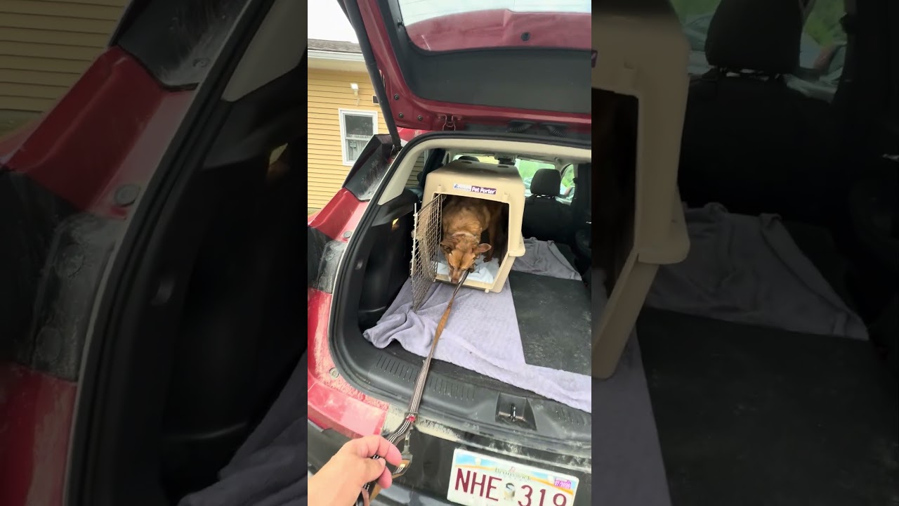Enlarge Roxie, an adoptable Mixed Breed in St Stephen, NB video 3/3