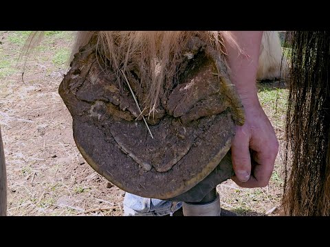 Trimming Massive Hooves! Restoring Draft Horse Hooves to Thier Natural Shape and Balance - Part 2