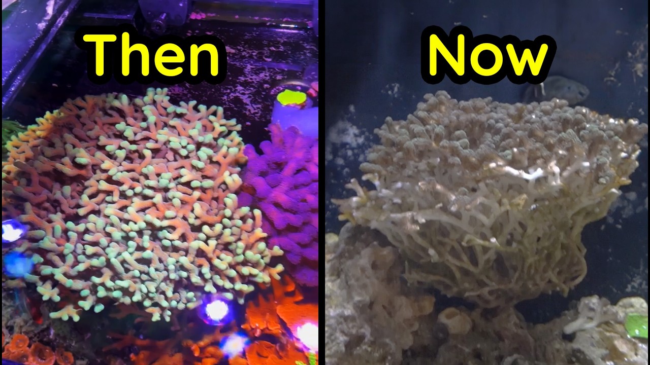 Reef Tank Makeover Analysis: What This Major Reset Gets Right for Long-Term Growth
