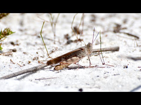 When She Speaks…..The Grasshopper