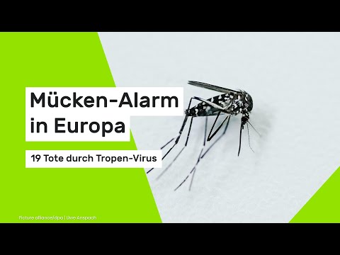 Mosquito alarm in Europe: 19 deaths from tropical virus