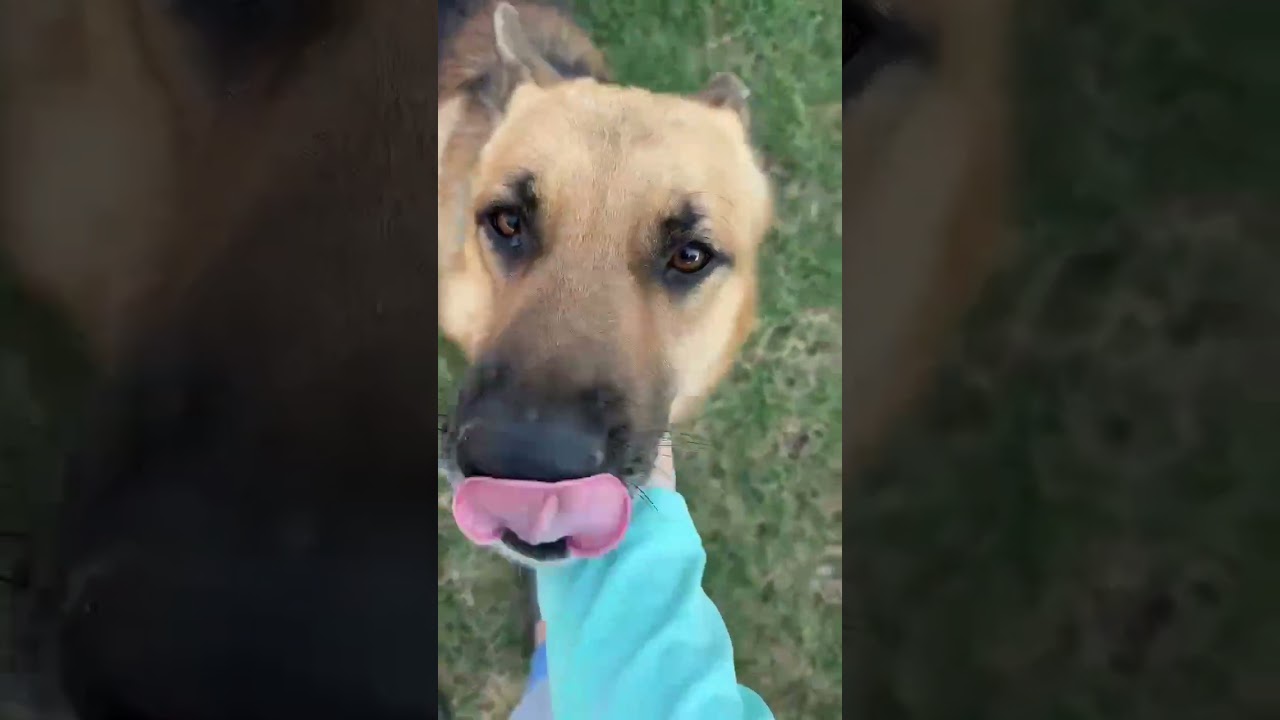 Enlarge Ceasar, a Adoptable German Shepherd Dog in Fresno, CA video 6/6