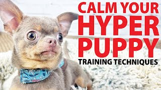Training a hyper puppy to calm down