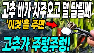 고추 비가 자주오고 덜 달릴때 이것을 주면 고추가 주렁주렁! 고추농사 이때가 가장 중요해요!