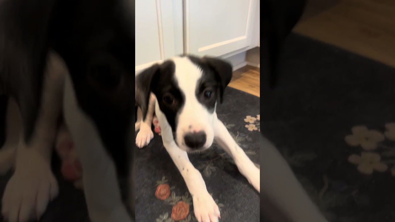 Enlarge Maddie, a ADOPTABLE mixed breed in Fort Collins, CO video 3/4